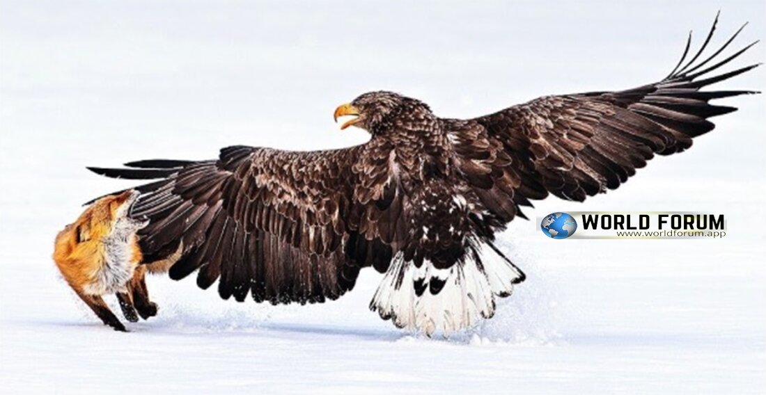 Top-Breathtaking-Photo-Footages-For-Top-Wildlife,-eagle-Worldforum.jpg