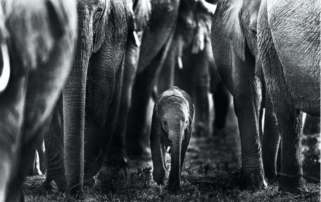 Top-Breathtaking-Photo-Footages-For-Top-Wildlife,-elephant.-World-Forum.jpg