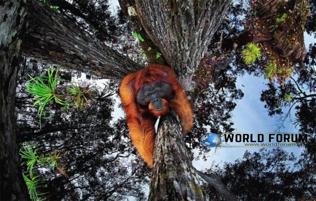 Top-Breathtaking-Photo-Footages-For-Top-Wildlife,-orangutan.jpg