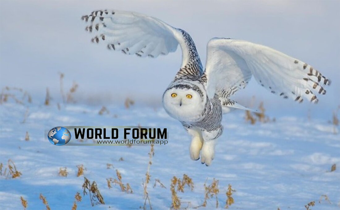Top-Breathtaking-Photo-Footages-For-Top-Wildlife,-owl,-worldforum.jpg
