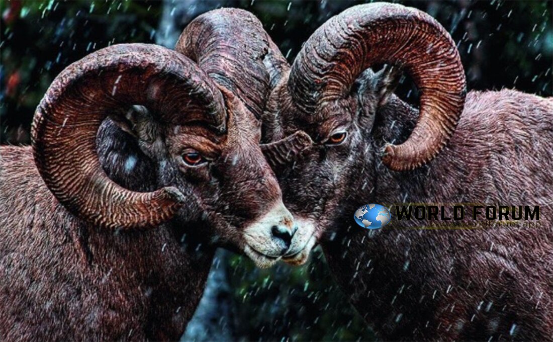 Top-Breathtaking-Photo-Footages-For-Top-Wildlife,-ram,-worldforum (1).jpg